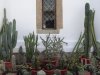 Tismana