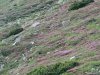Transalpina