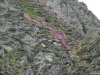 Transalpina