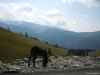 Transalpina