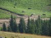 Transalpina