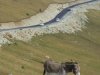 Transalpina
