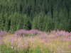 Transalpina