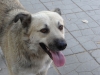 Vidin