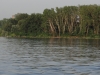 Vidin