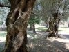 Villa Adriana