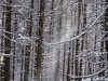 Hohe Rinne