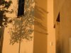 Brunate