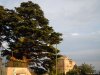 Brunate