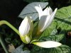 La Mortella
